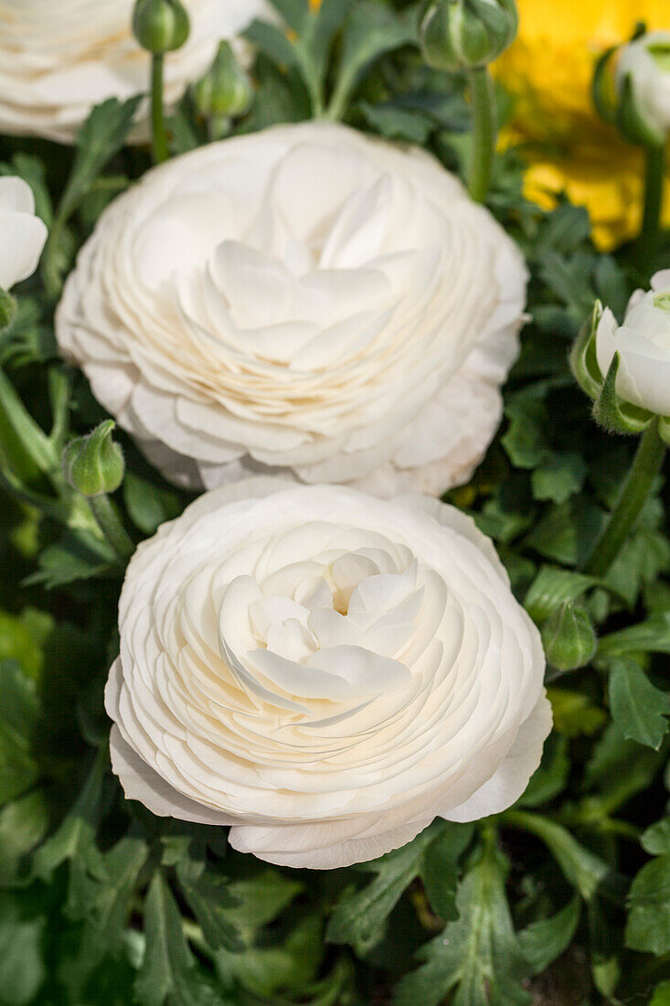 Ranunculus asiaticus, white