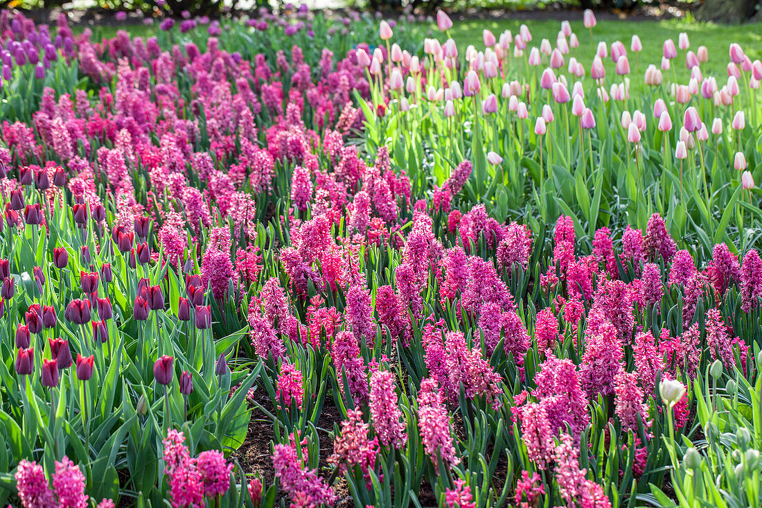 Hyacinthus, Tulipa