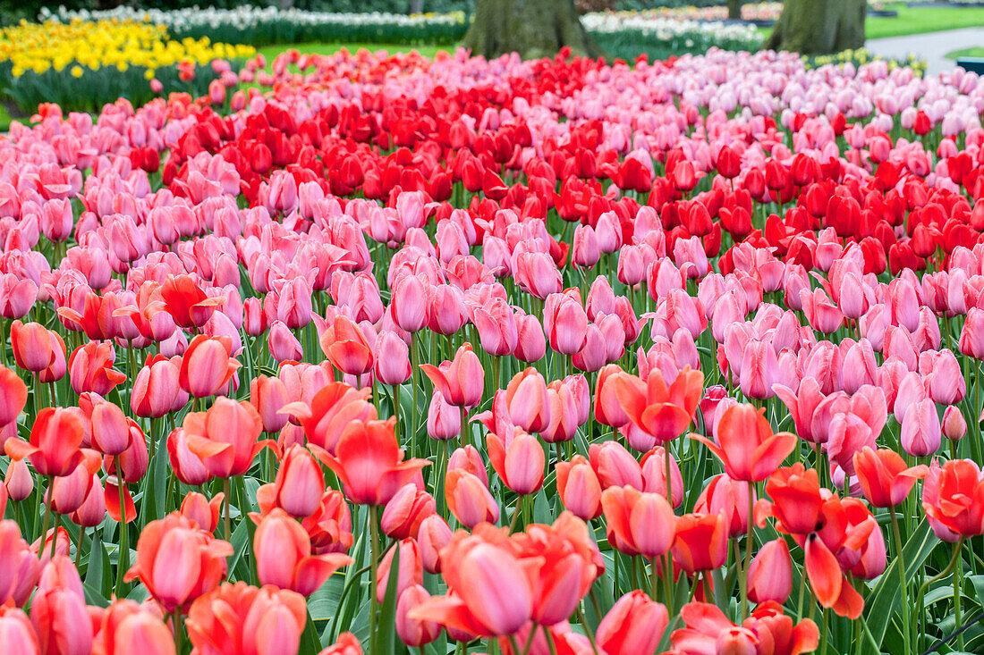 Tulipa, pink, red