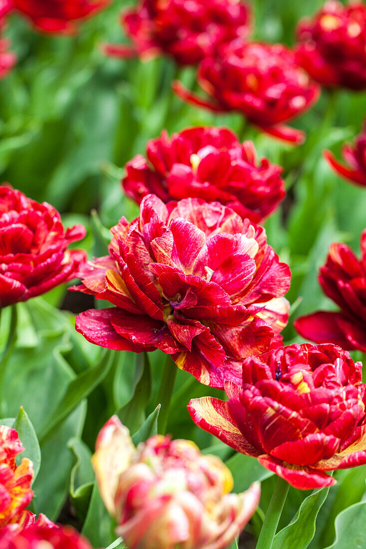 Tulipa, red