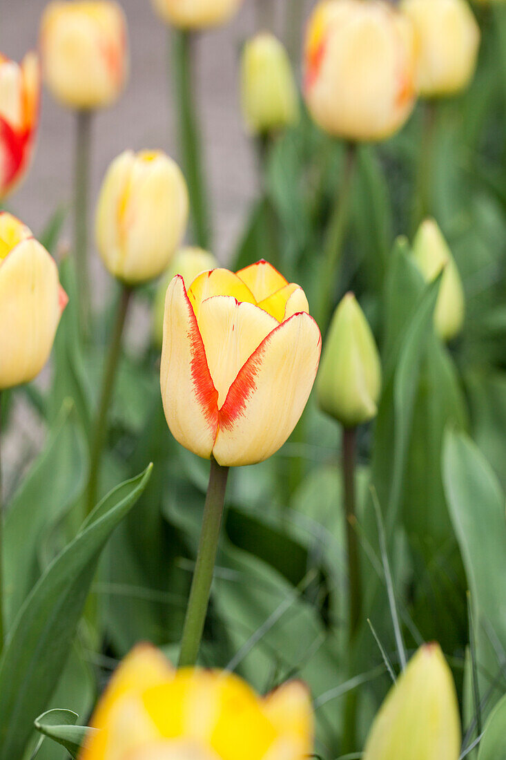 Tulipa, yellow-red