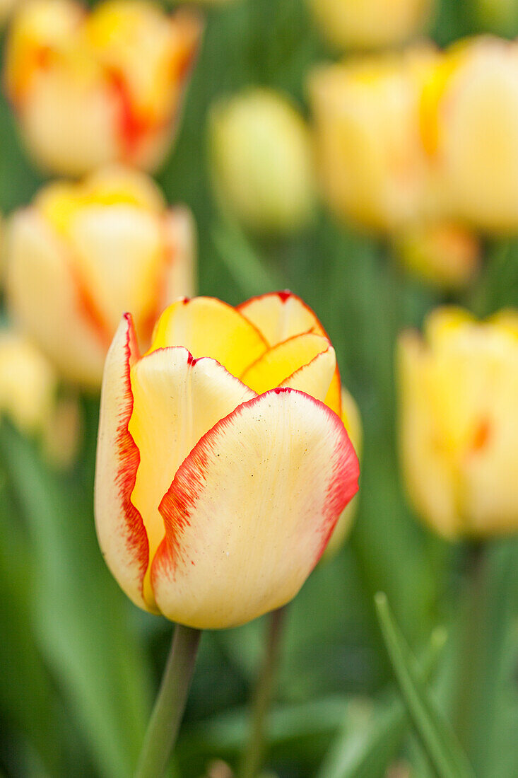 Tulipa, yellow-red