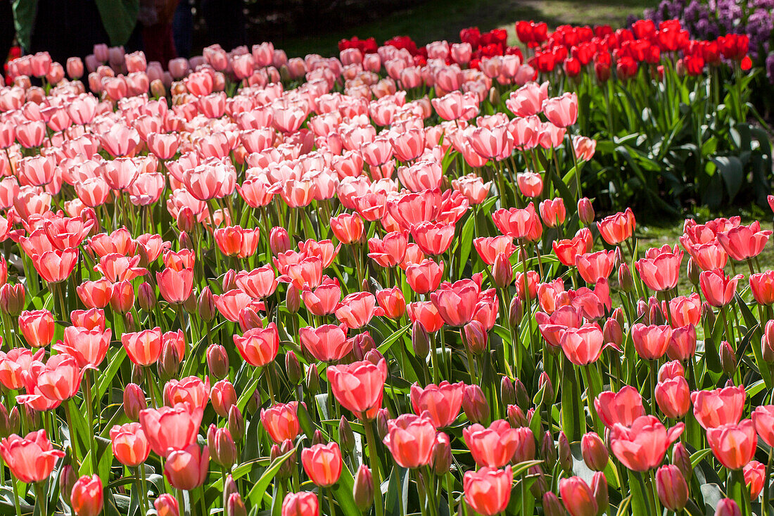 Tulipa, rosa