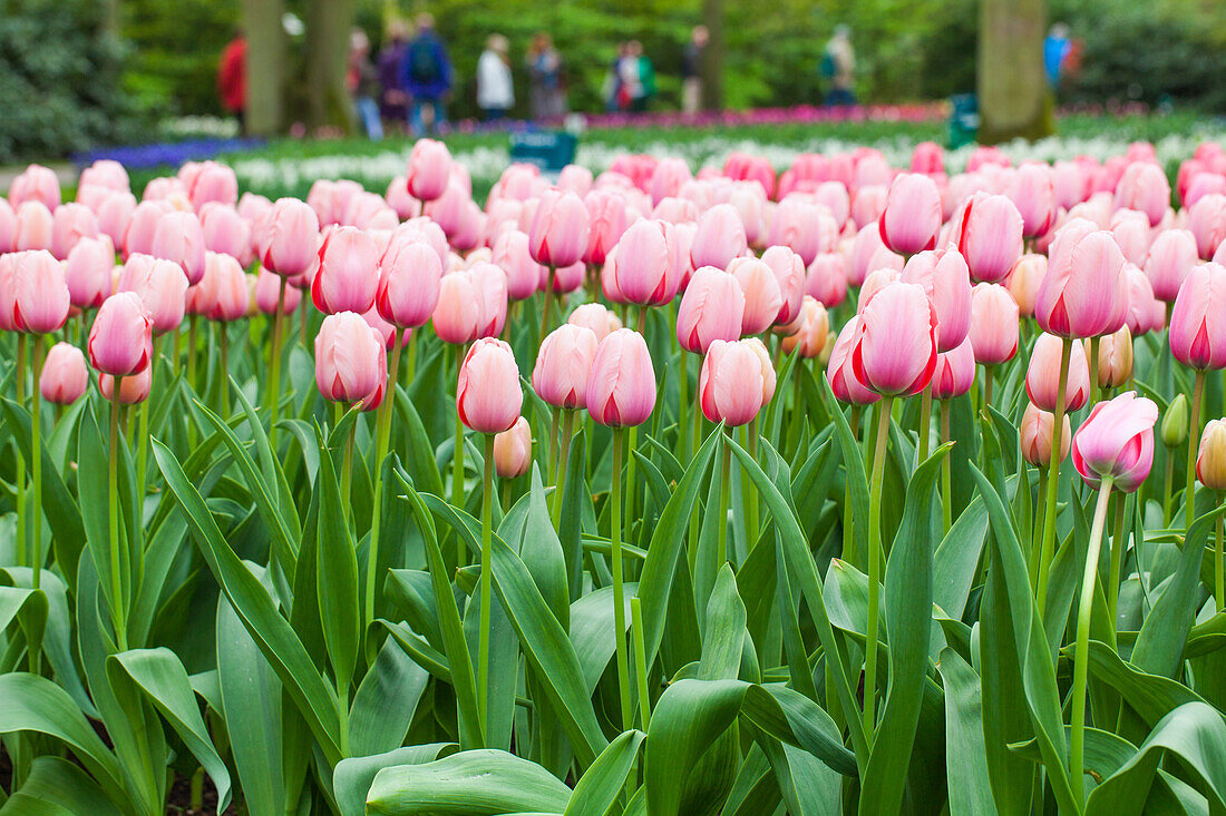 Tulip pink