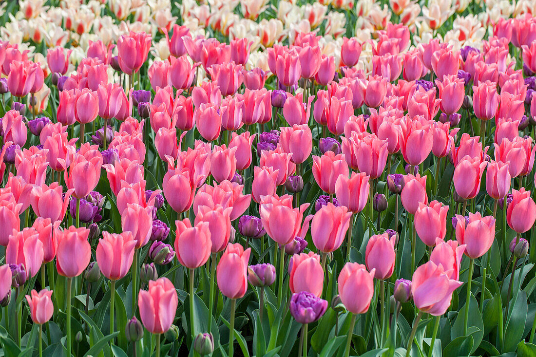 Tulip, pink