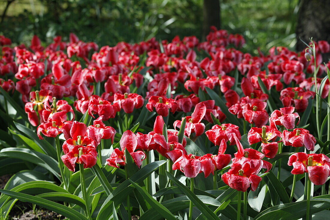 Tulip pink-red
