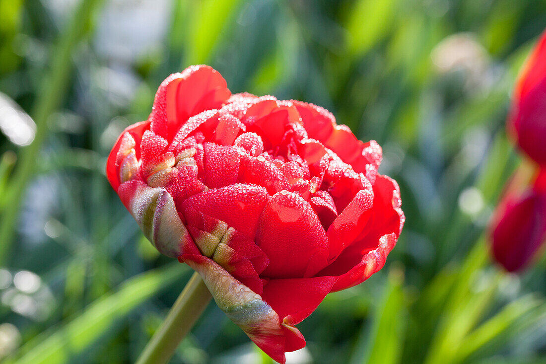 Tulipa 'Miranda'