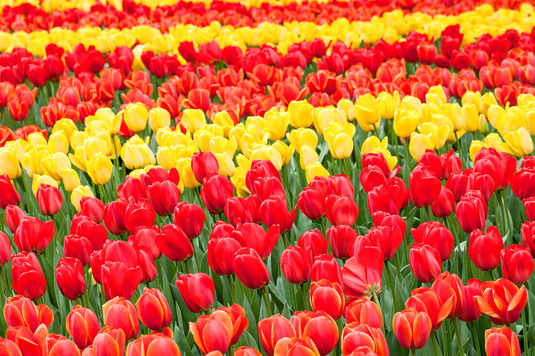 Tulipa, red and yellow