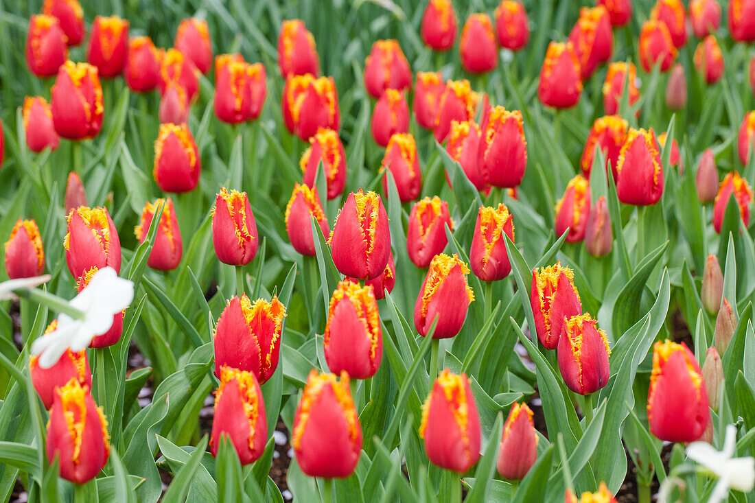 Tulipa, rot-gelb