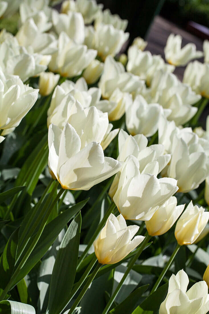 Tulipa, weiß