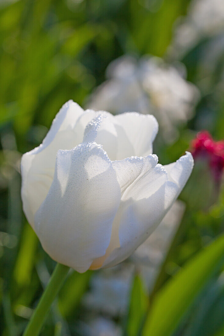 Tulipa, white