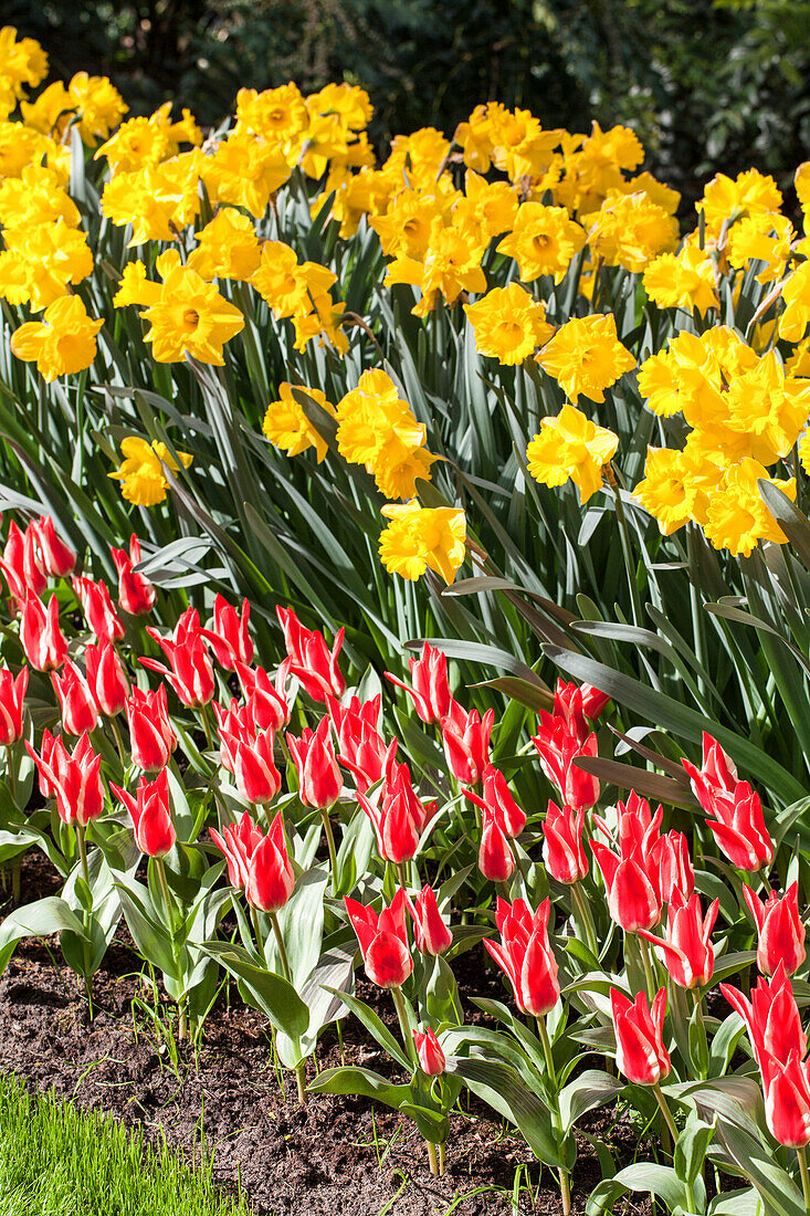 Tulips and daffodils