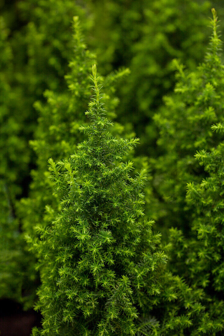 Chamaecyparis thyoides 'Top Point'