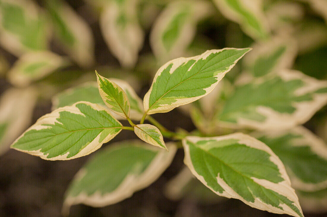 Cornus sericea 'White Gold'