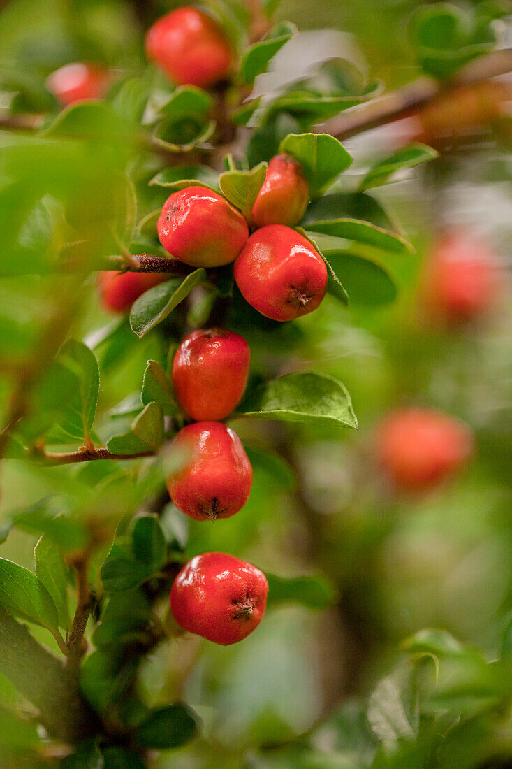 Cotoneaster dammeri 'Coral Beauty'