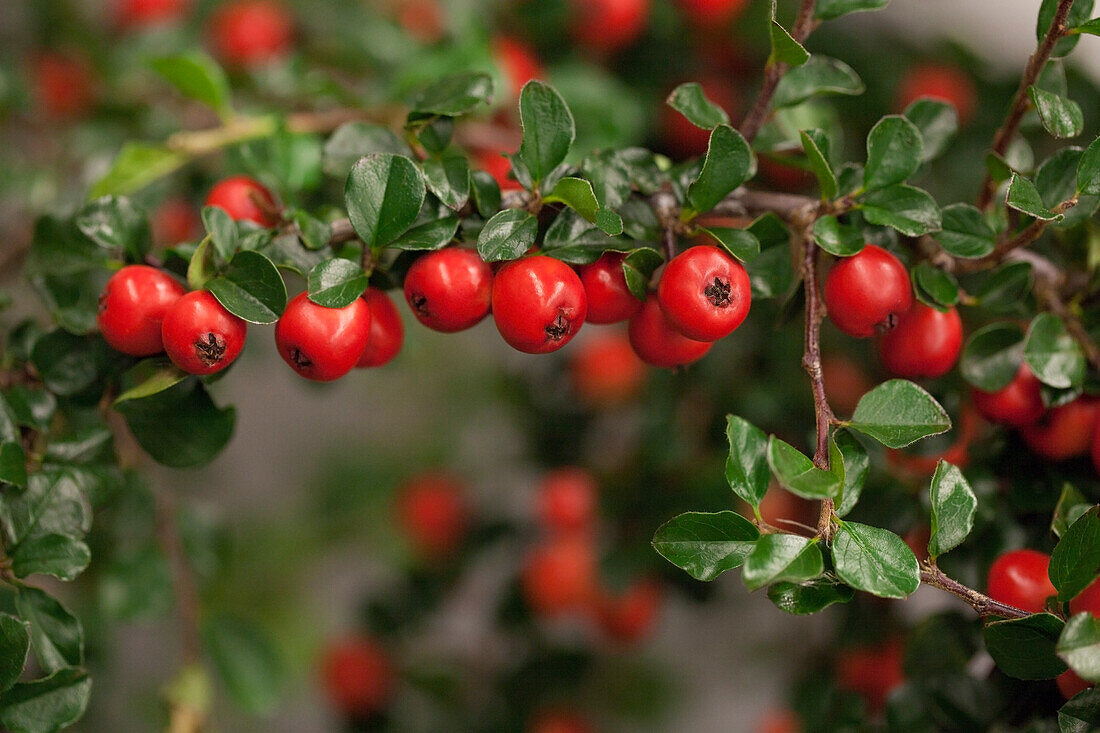 Cotoneaster praecox 'Boer