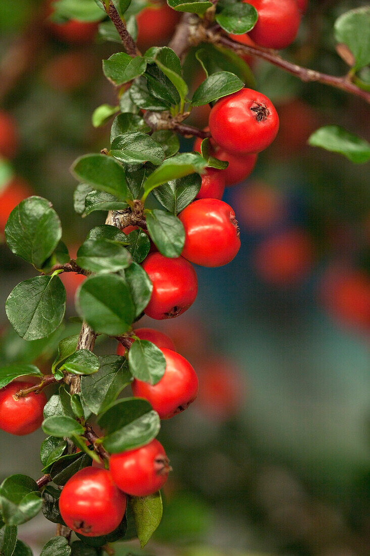 Cotoneaster praecox 'Boer'