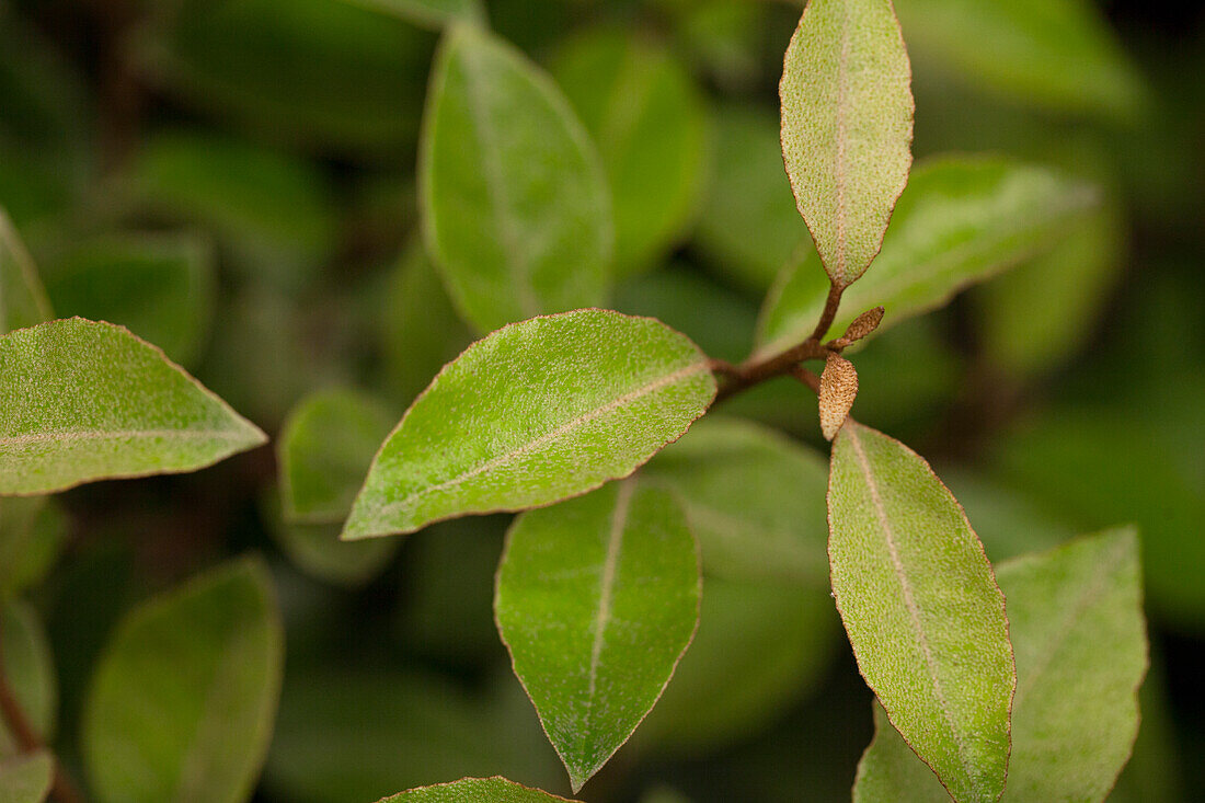 Elaeagnus x ebbingei