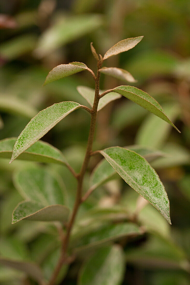 Elaeagnus x ebbingei