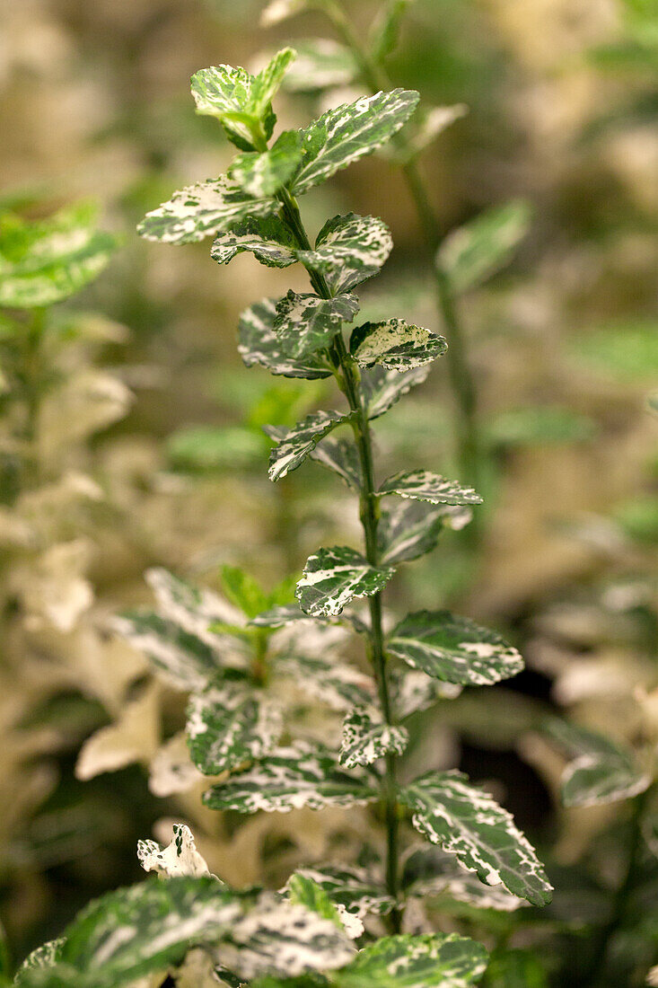 Euonymus fortunei 'Harlequin'