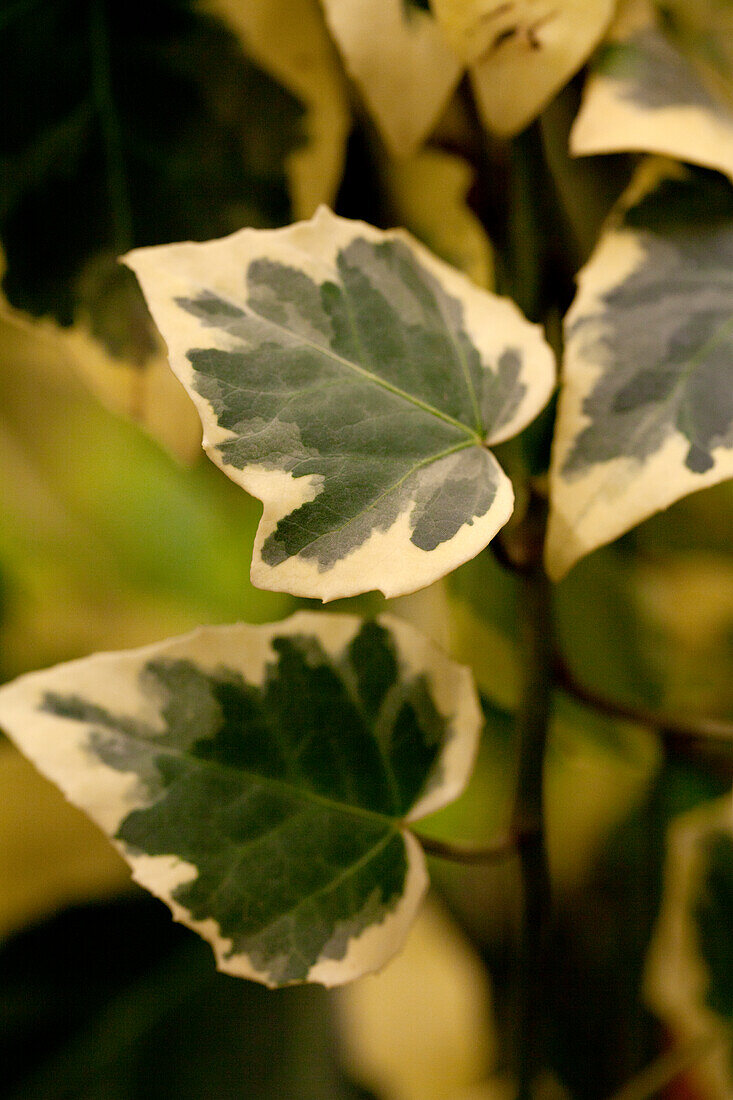 Hedera colchica 'Dentata Variegata'