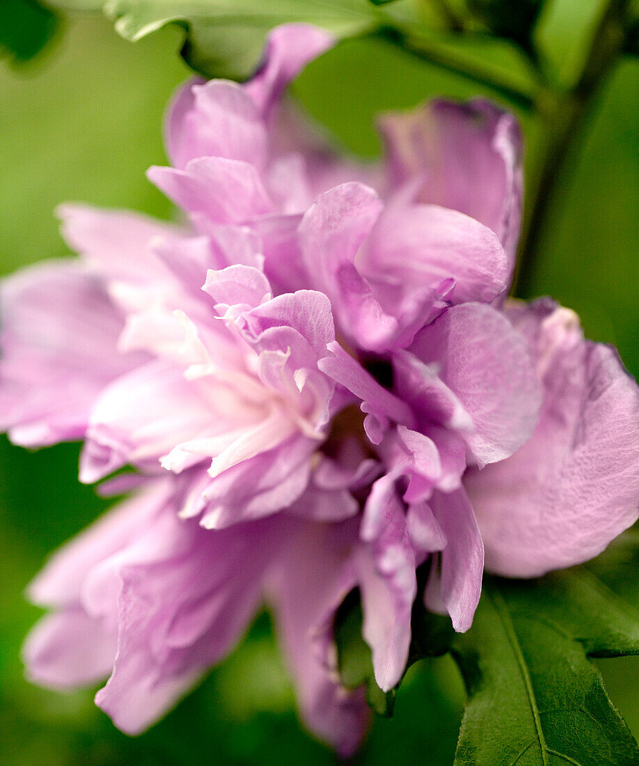 Hibiscus syriacus 'Ardens'