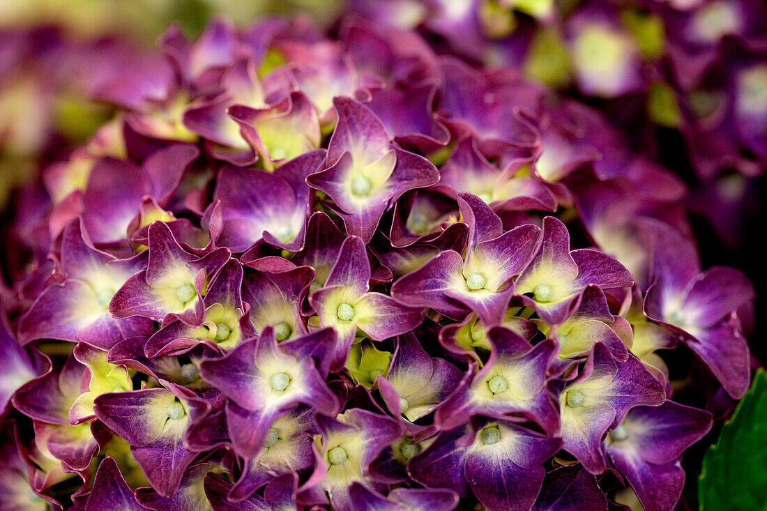 Hydrangea macrophylla 'Purple Punk'®