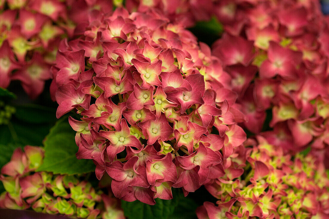 Hydrangea macrophylla 'Red Reggae'®