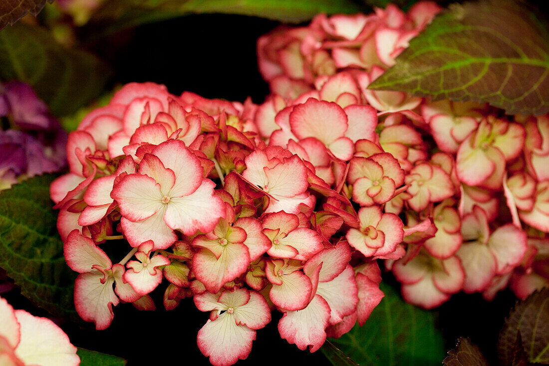 Hydrangea macrophylla 'Ripple'®