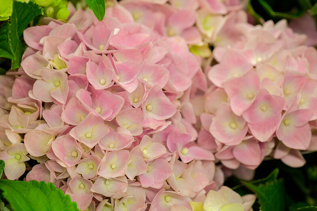 Hydrangea macrophylla pink