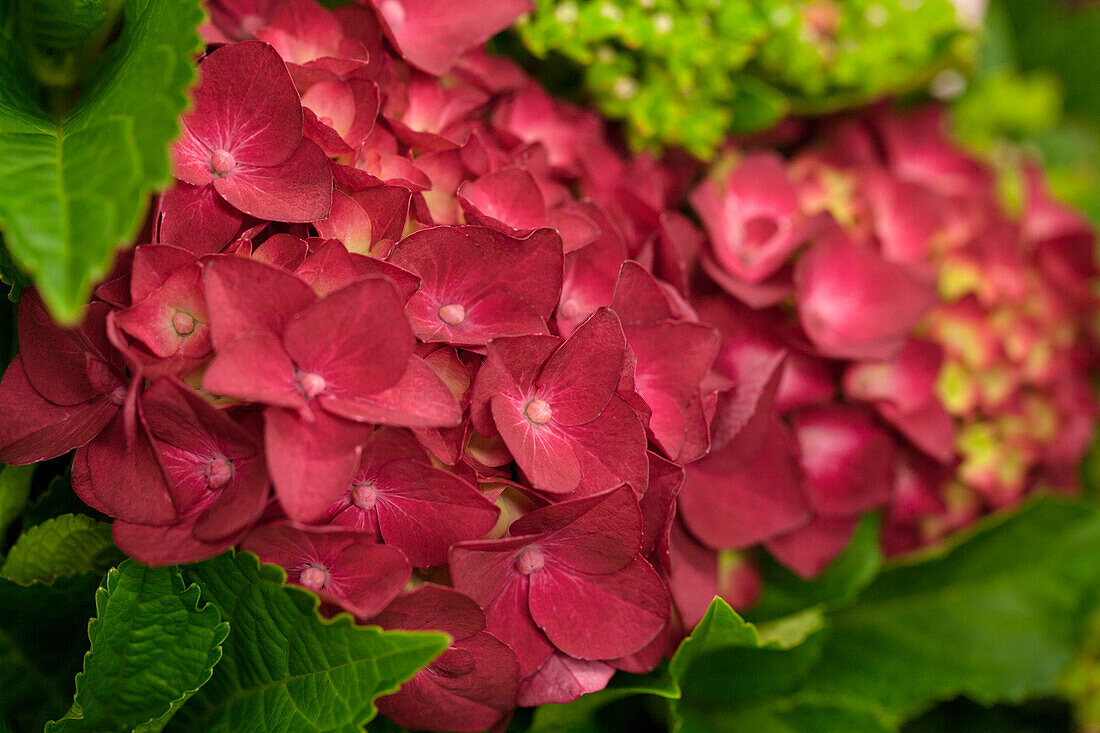 Hydrangea macrophylla, red