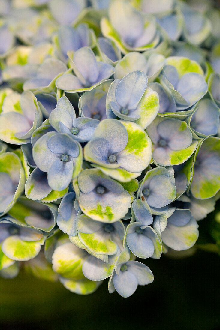 Hydrangea macrophylla 'Magical Revolution'®, blue