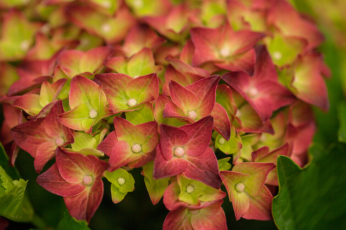 Hydrangea macrophylla 'Magical Sapphire'®