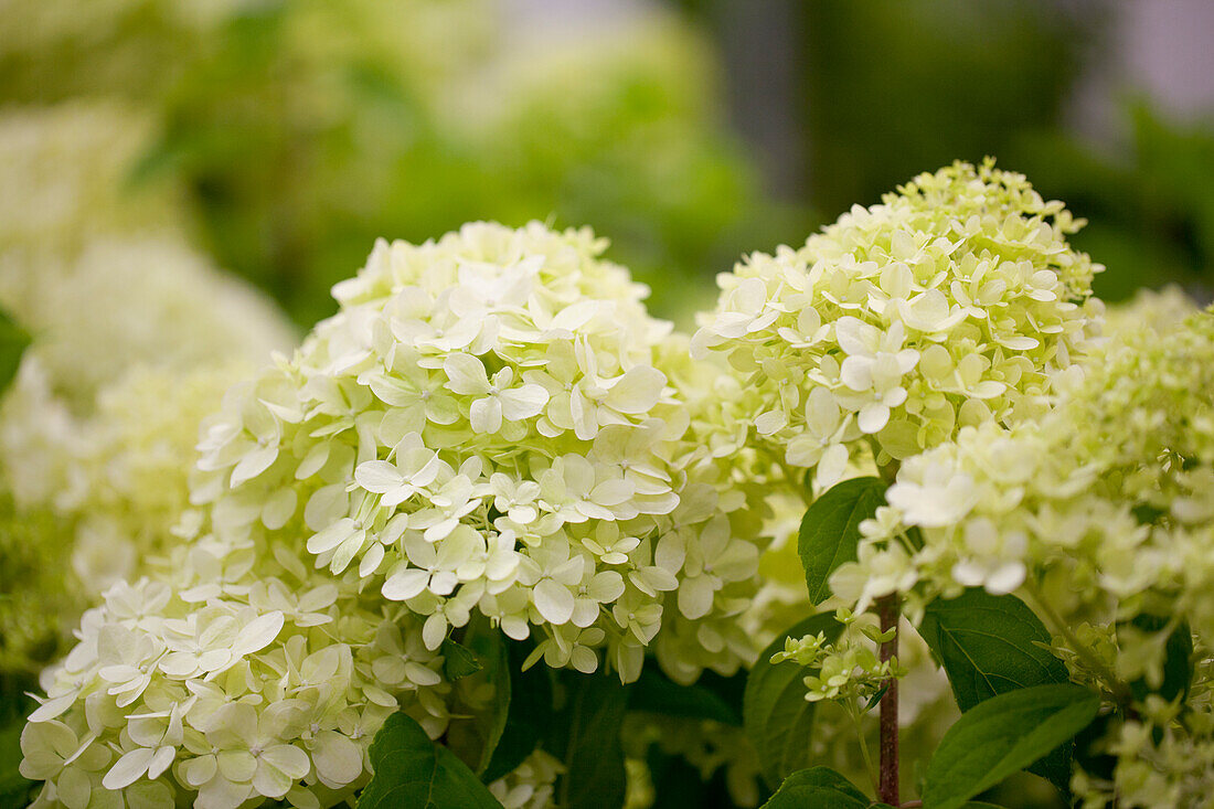 Hydrangea paniculata 'Limelight'(s)