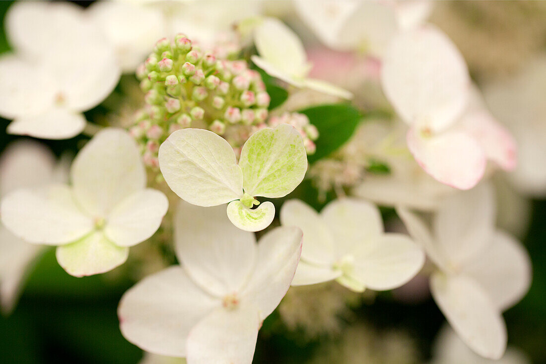 Hydrangea paniculata 'Magical Fire'®