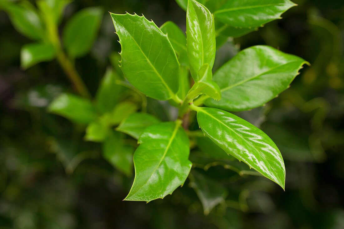 Ilex aquifolium 'J.C. van Tol'