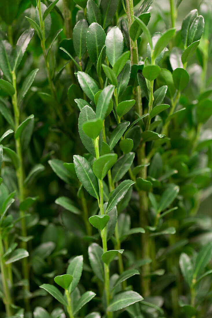 Ilex crenata 'Fastigiata'