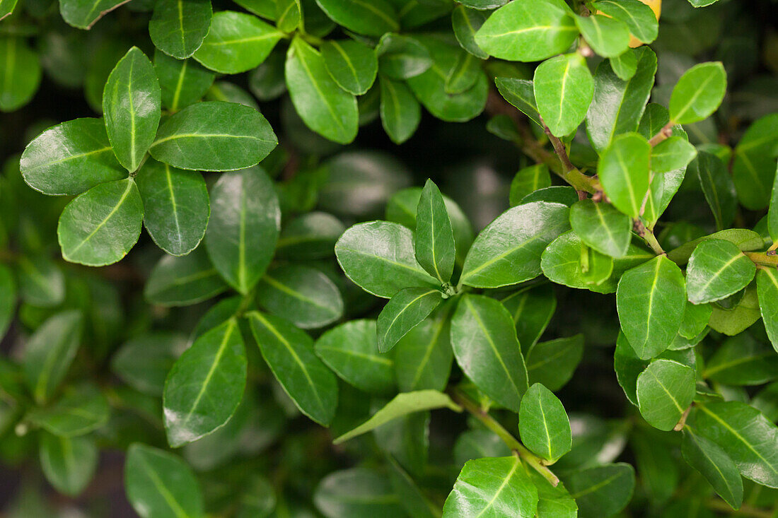 Ilex crenata 'Maxima'