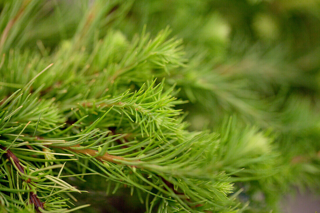 Larix kaempferi 'Grey Pearl'