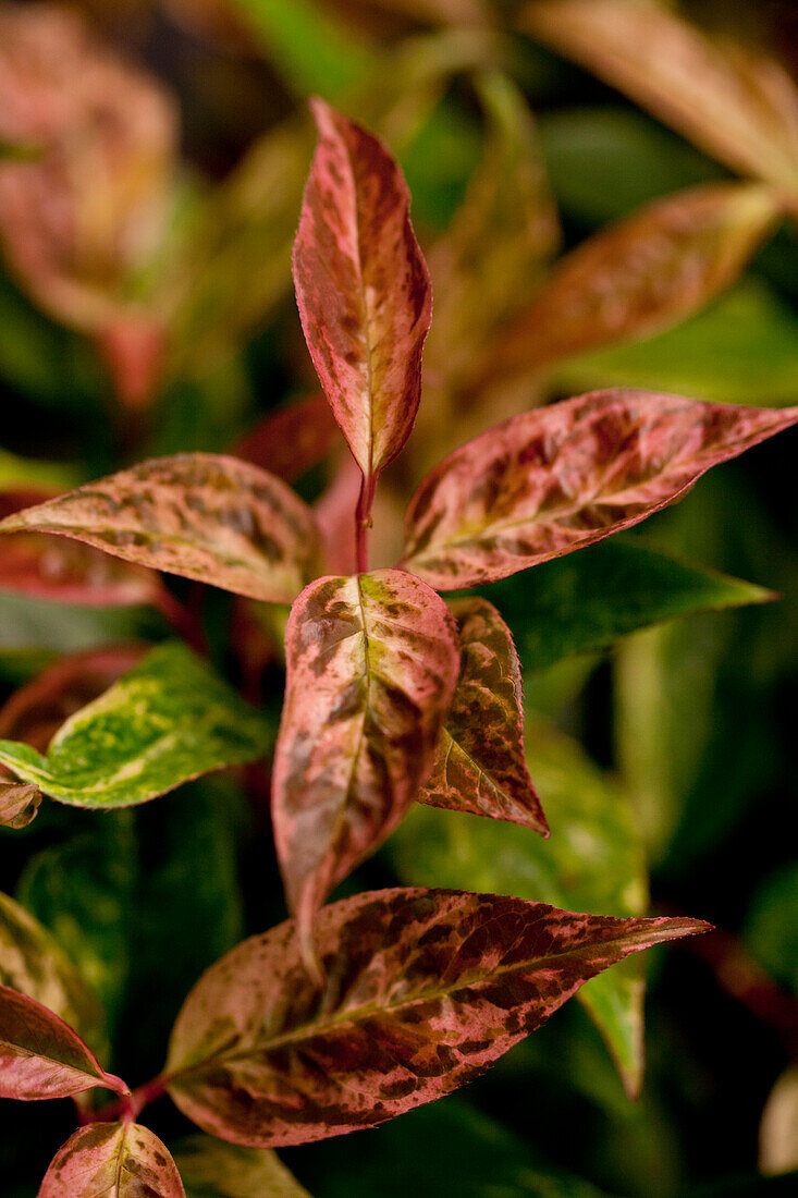 Leucothoe walteri 'Rainbow'