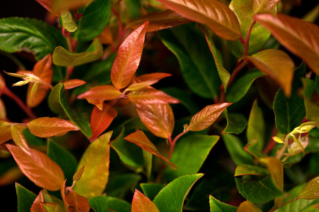 Leucothoe axillaris 'Zeblid'