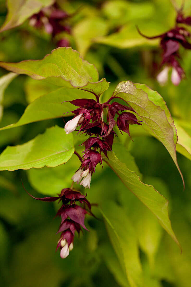 Leycesteria formosa 'Golden Lanterns'®