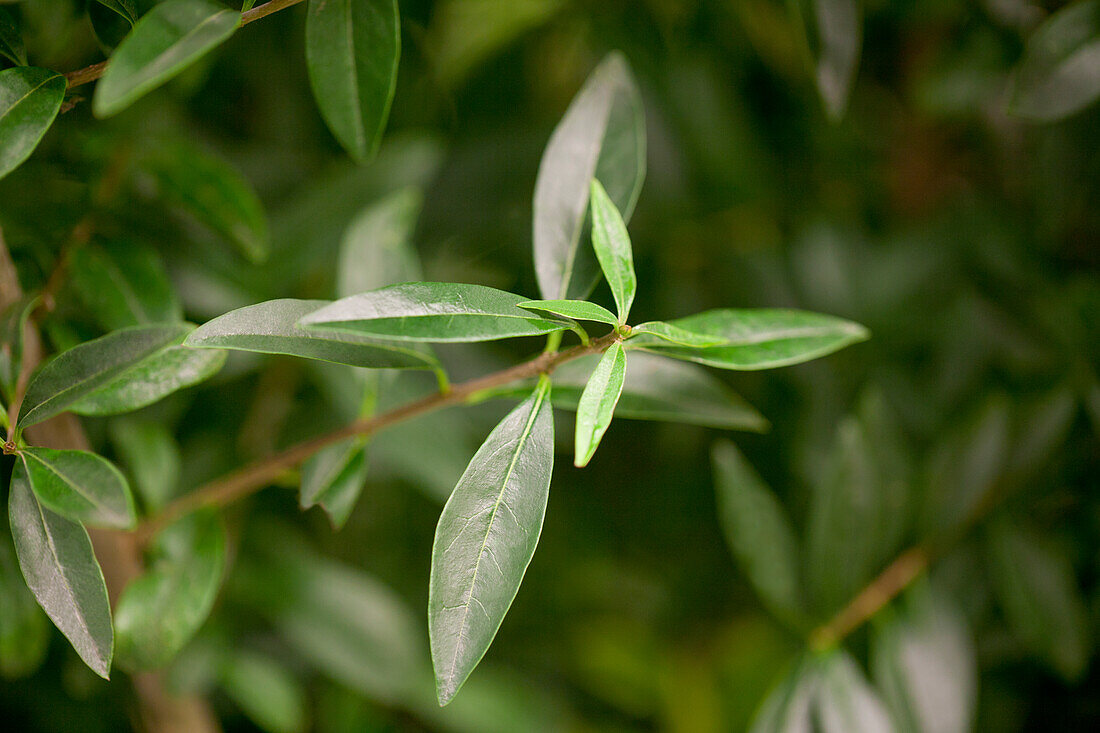 Ligustrum vulgare