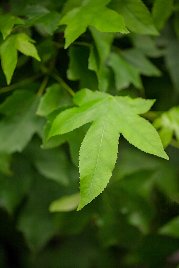 Liquidambar styraciflua 'Gum Ball'