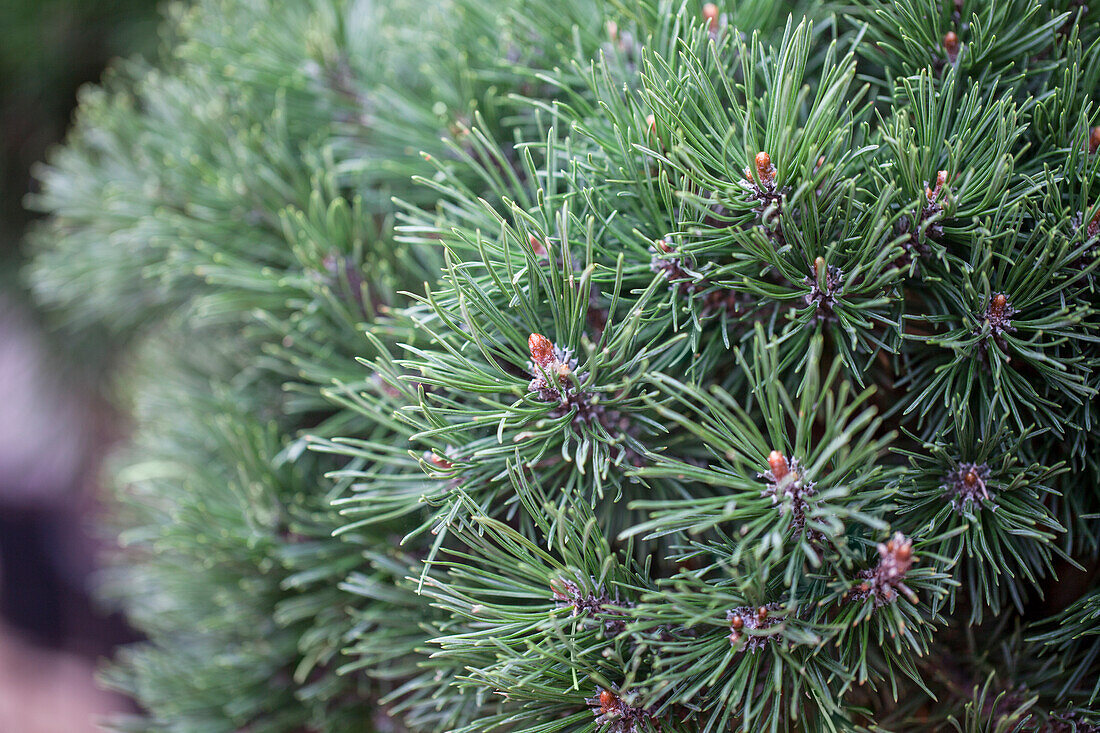 Pinus mugo 'Mops'