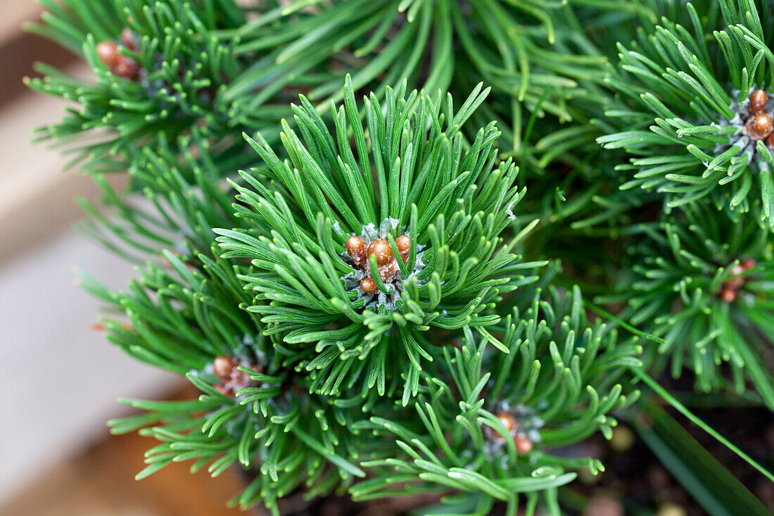 Pinus mugo 'Picobello'