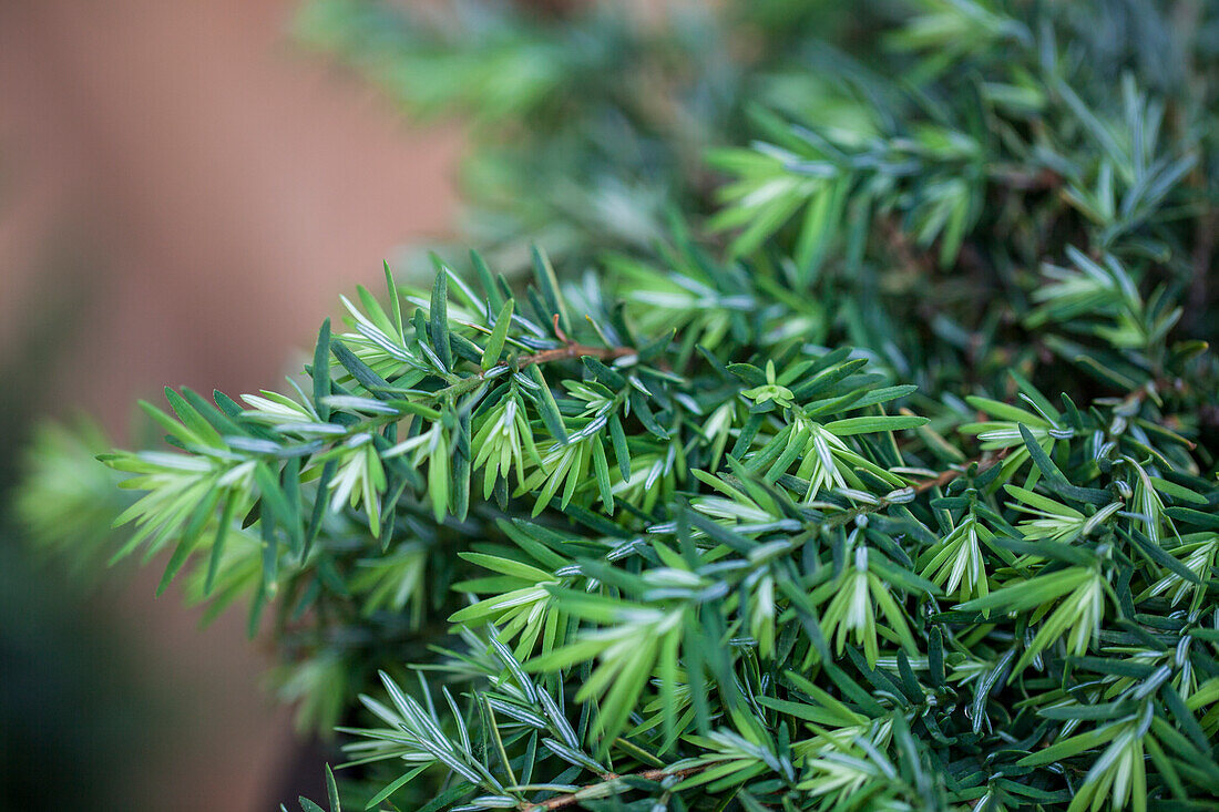 Tsuga canadensis 'Nana'