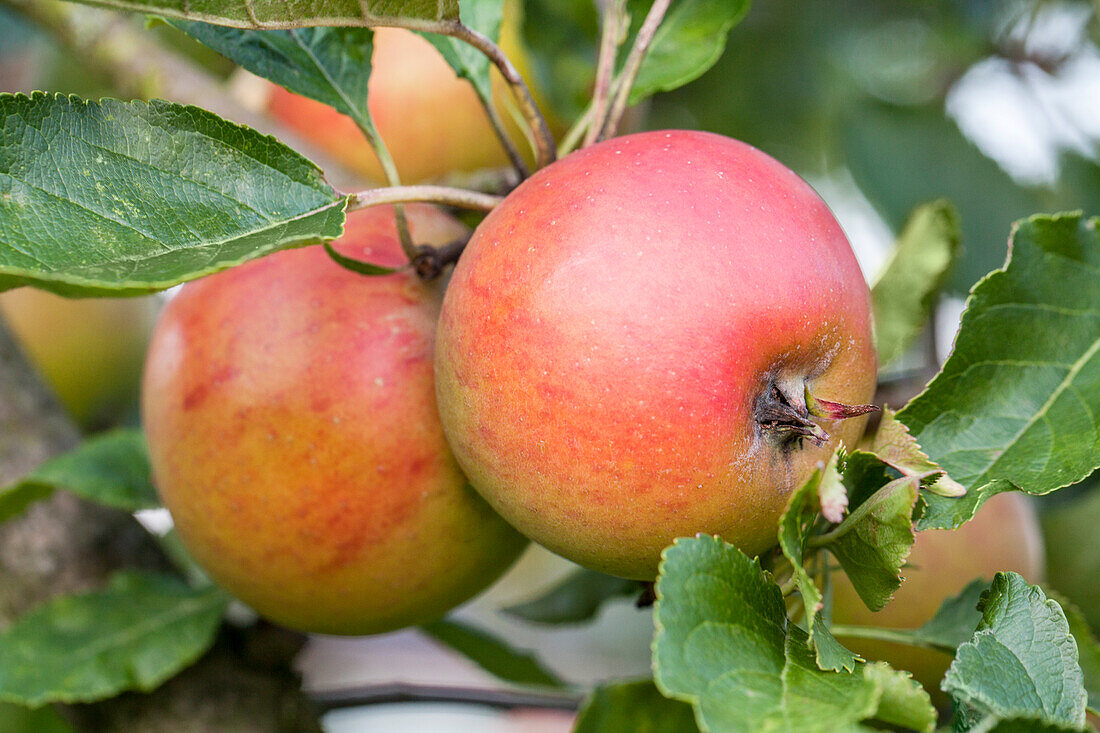 Malus domestica