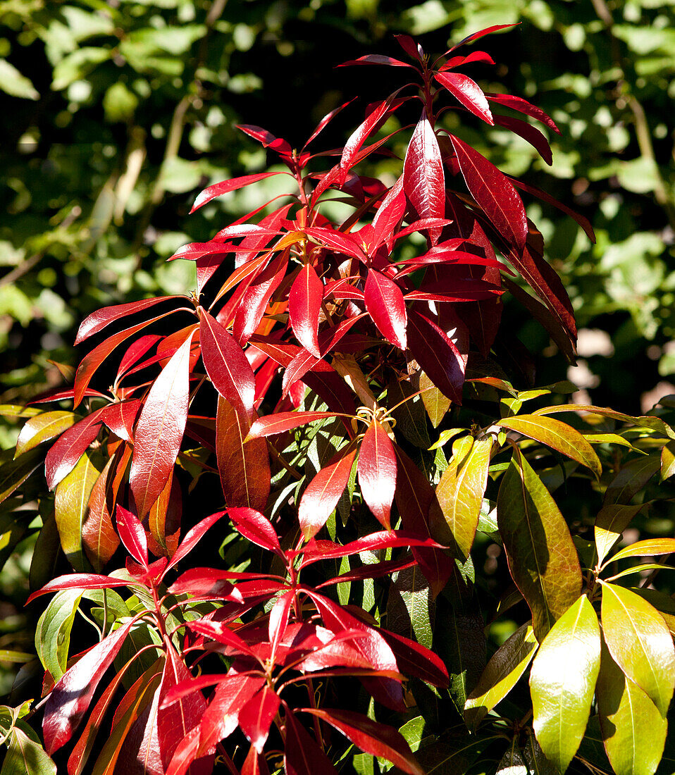 Pieris japonica 'Forest Flame'