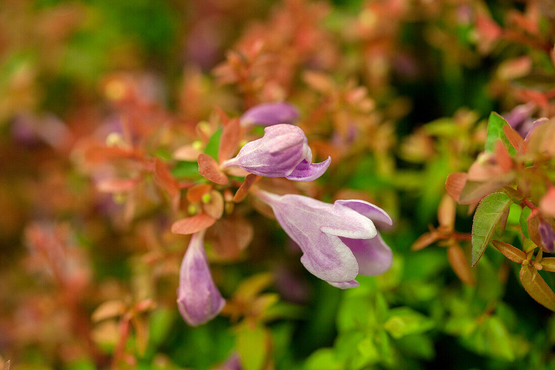 Abelia grandiflora 'Lynn' Pinky Bells
